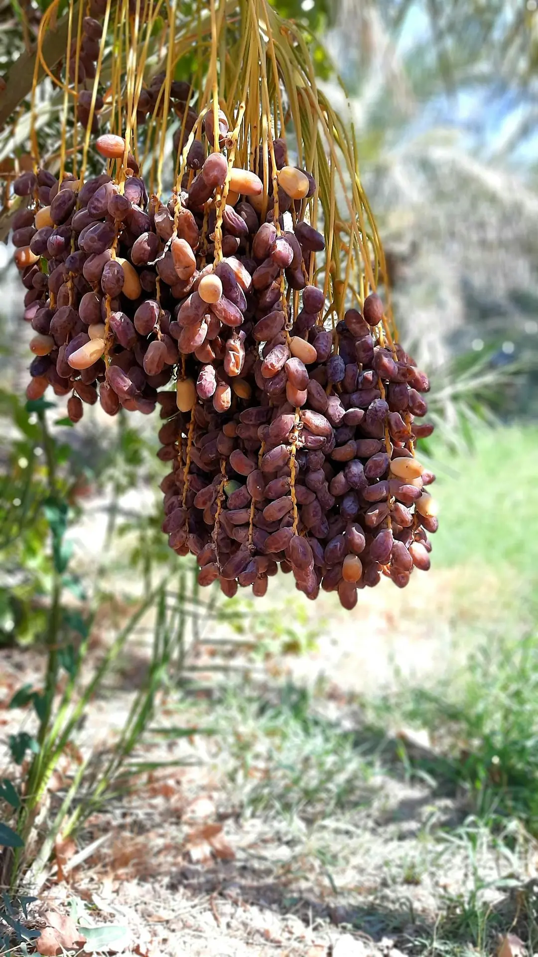 a bunch of fruit hanging from a tree